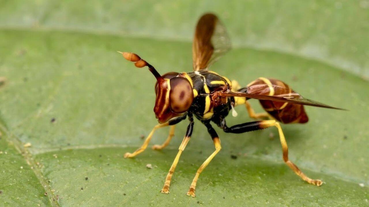Amateur naturalist's insect photo leads to discovery of new hoverfly species