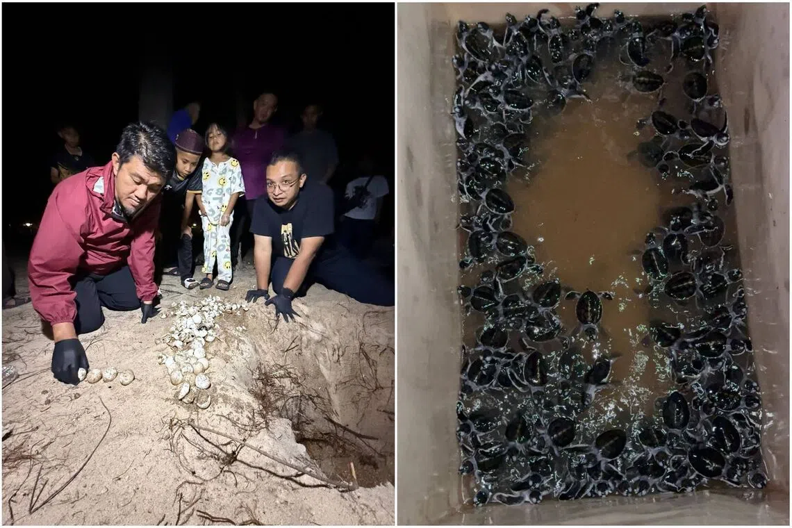 Green turtles make triumphant return to Kelantan shores after three decades