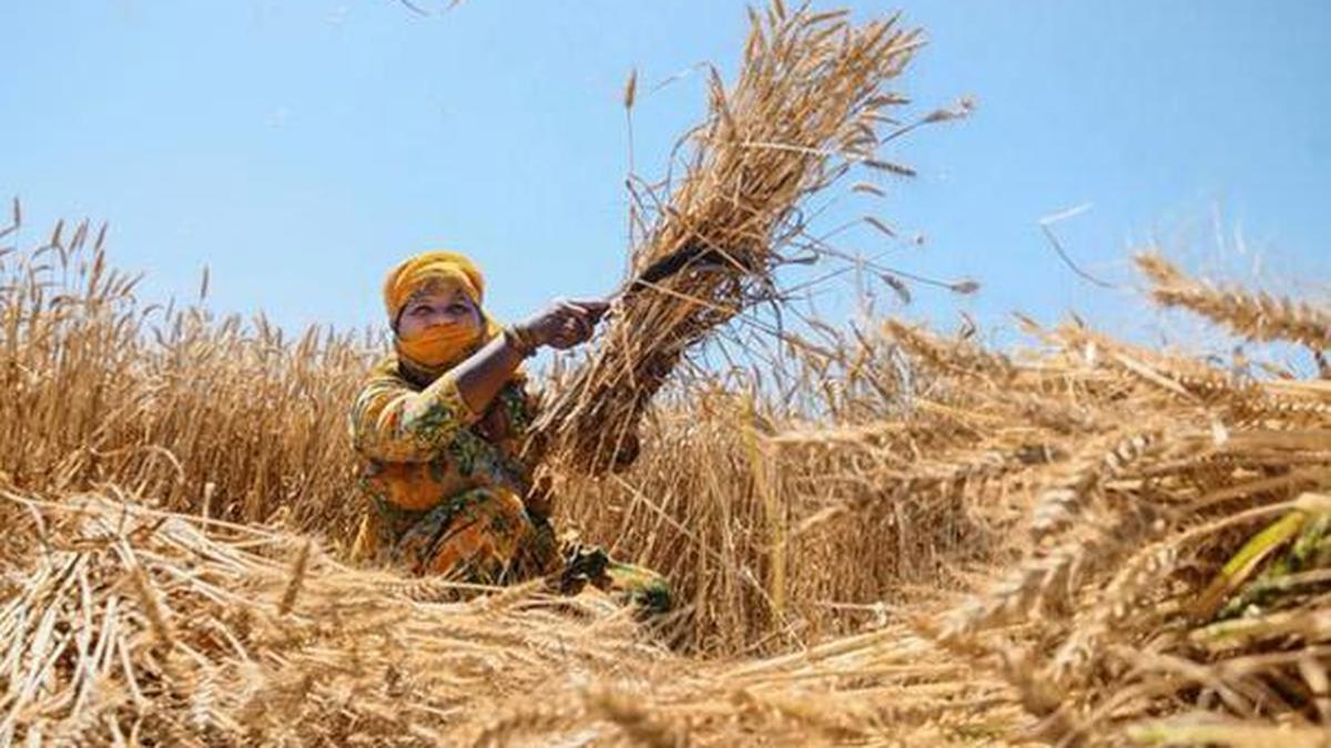 Rajasthan targets fertiliser hoarding ahead of rabi planting season