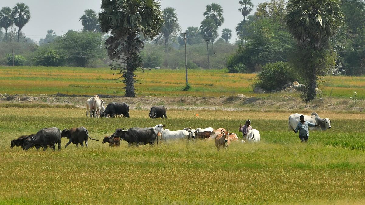Telangana plans fodder cultivation on lake beds to combat El Niño shortages