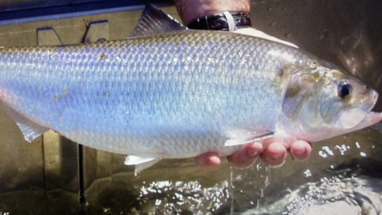 Dam Removal Restores 127 Miles of River Habitat for Migratory Fish