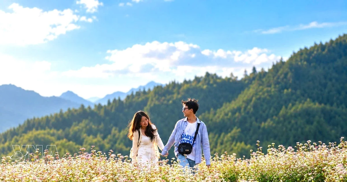 Buckwheat blooms boost tourism prospects in Vietnam's stone plateau