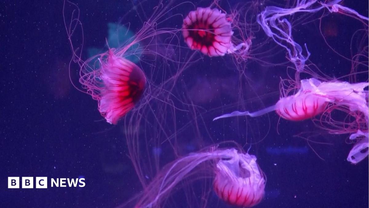 Florida opens first US museum dedicated entirely to jellyfish
