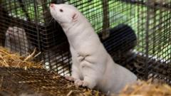 Denmark moves to phase out mink farming industry