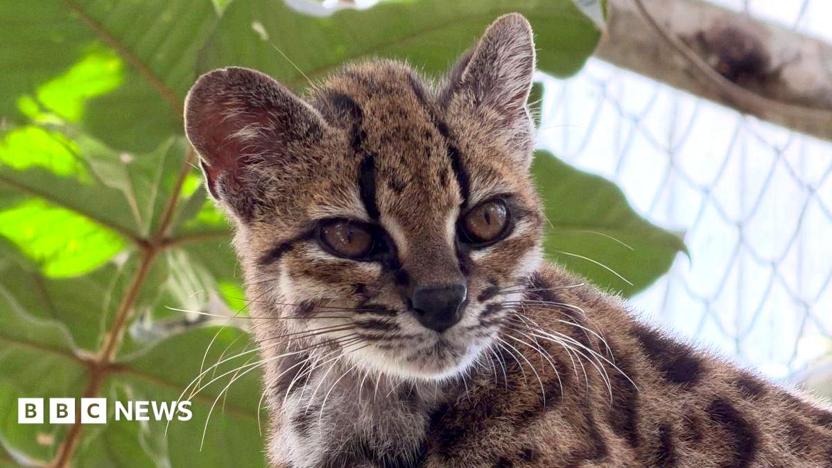 Newly Identified Wildcat Species Found in Bolivia with Single Known Member