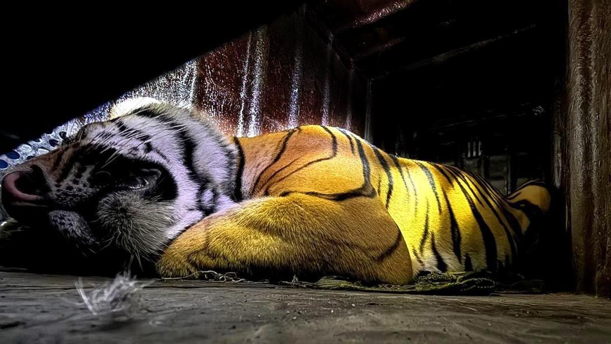 Andhra Pradesh resumes tiger capture as big cat approaches populated areas