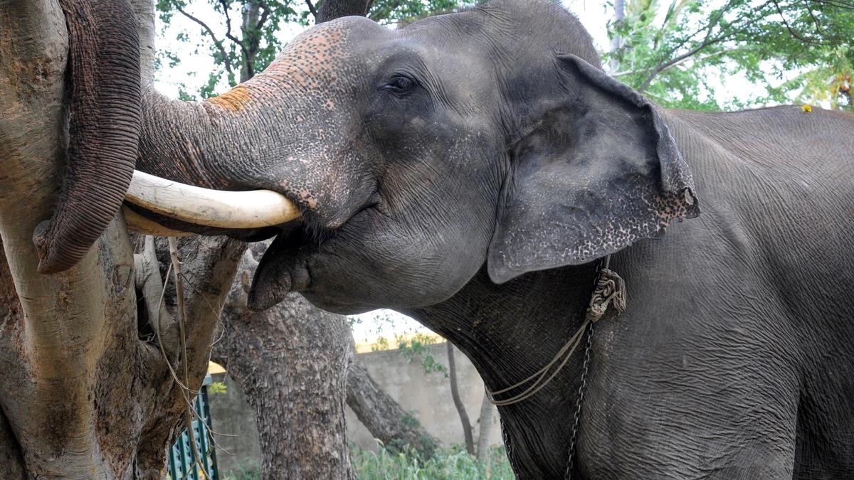 Mysuru's ceremonial elephant Abhimanyu to retire from Dasara duties