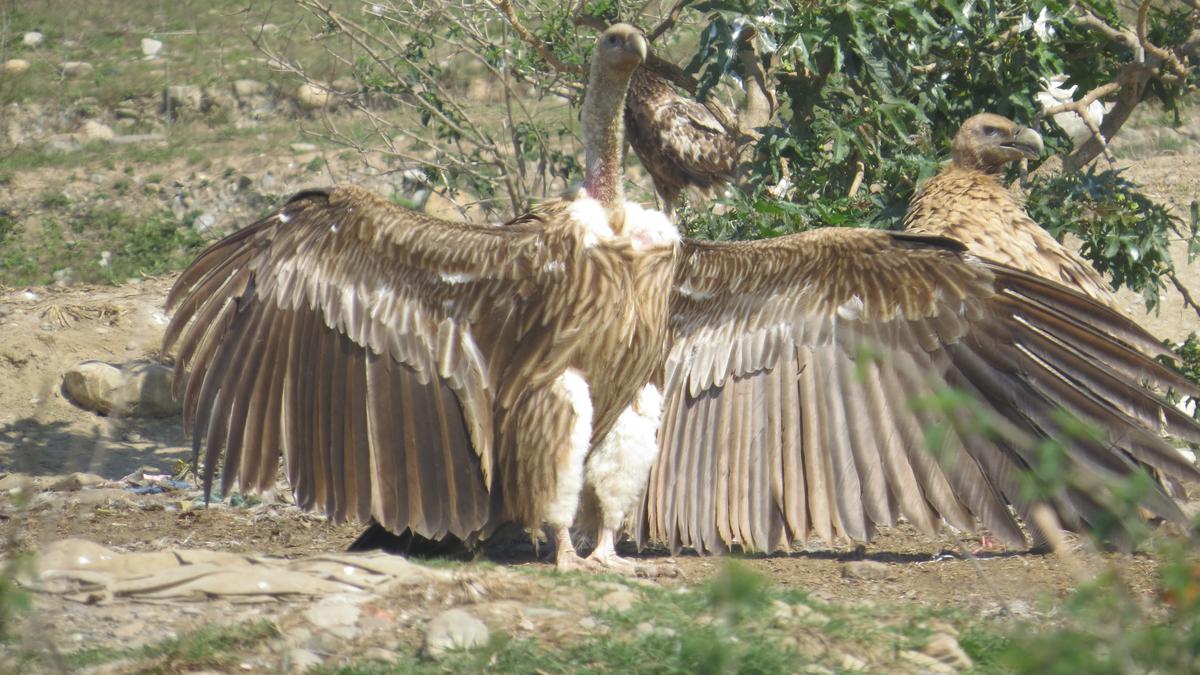 Relocation of livestock dump saves vultures from electrocution near Dehradun