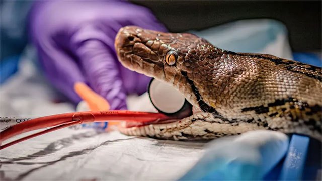 Reptile Receives Pioneering Human Cancer Treatment in Medical First