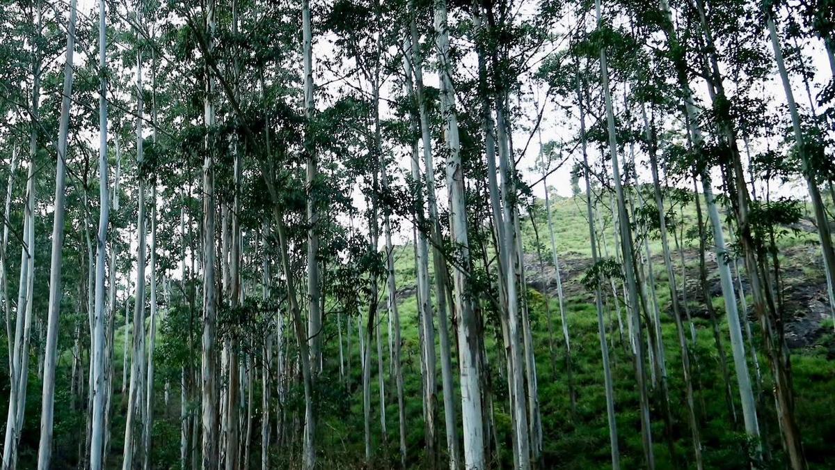 Panel to assess elephant fodder availability in conflict-hit Idukki zone