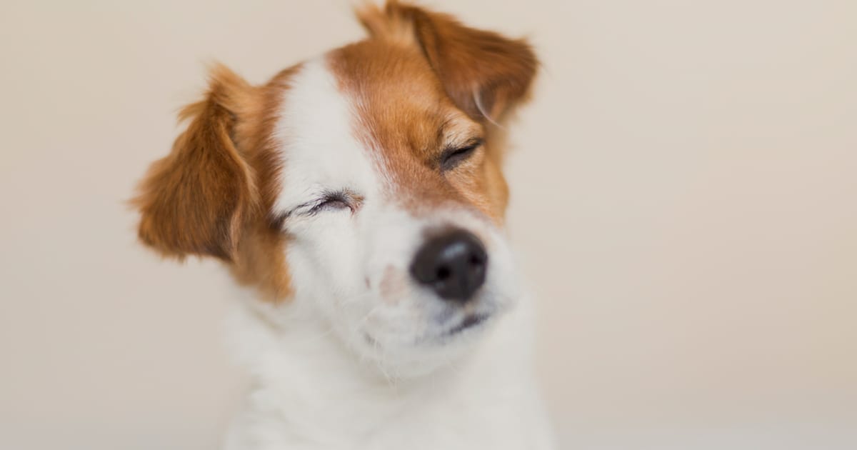 Study reveals dogs read meaning in human eye blinks