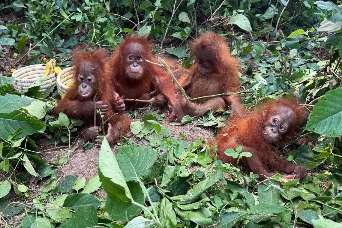 Seized baby orangutans reveal scale of illegal wildlife trafficking in India
