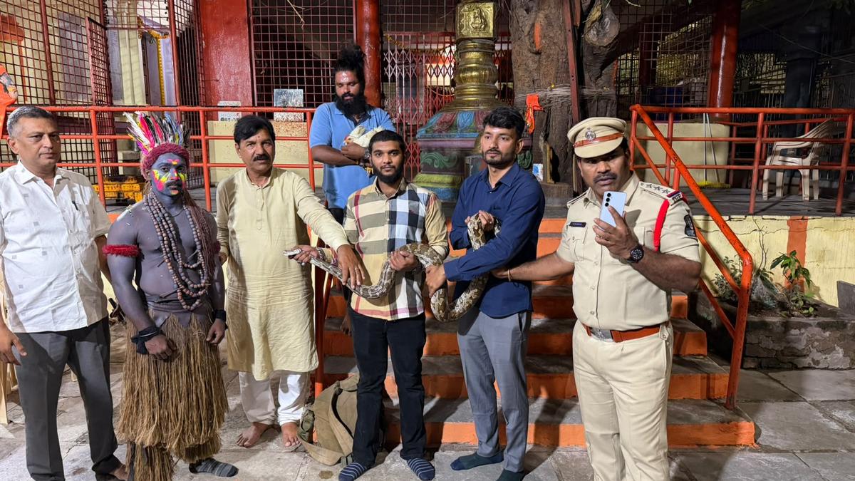 Python rescued from performers during Hyderabad Ganesh procession