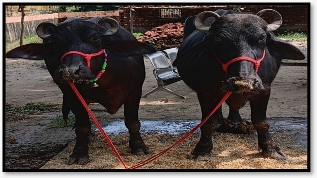 Police recover buffalo pair worth 13 lakh rupees after cross-border manhunt