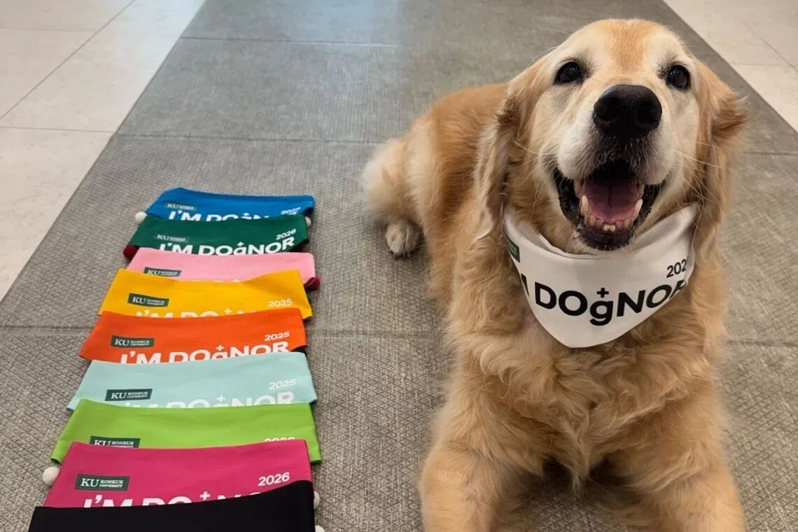 South Korea expands canine blood donation network to save pet lives