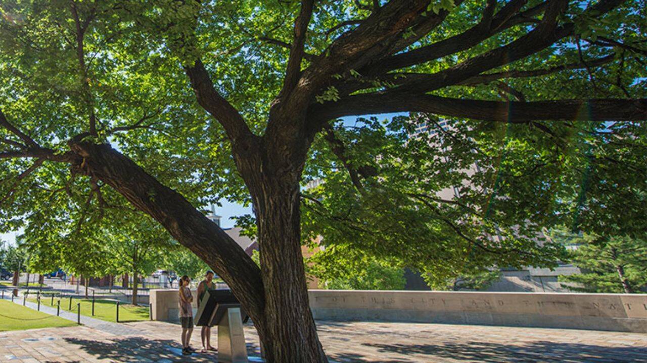 Century-old American elm survives massive bomb blast in Oklahoma City