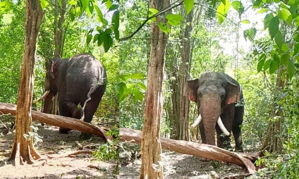 Missing tusker Agbo located safe in Nachchaduwa forest reserve