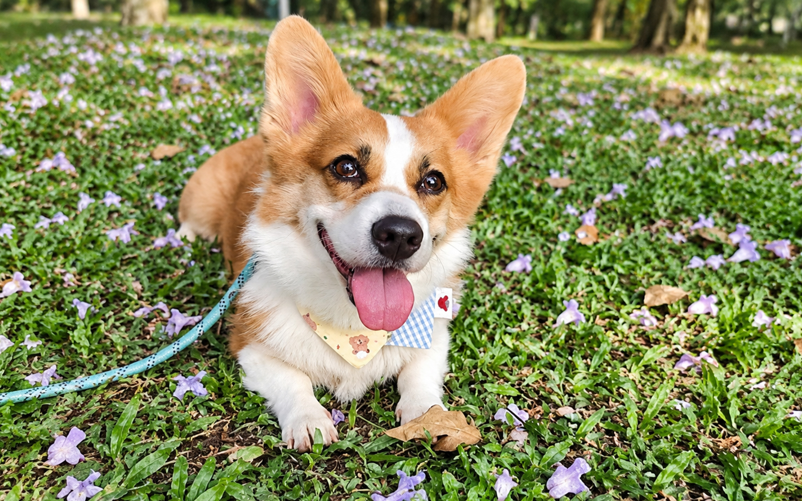 Local couple gives abandoned corgi a fresh start