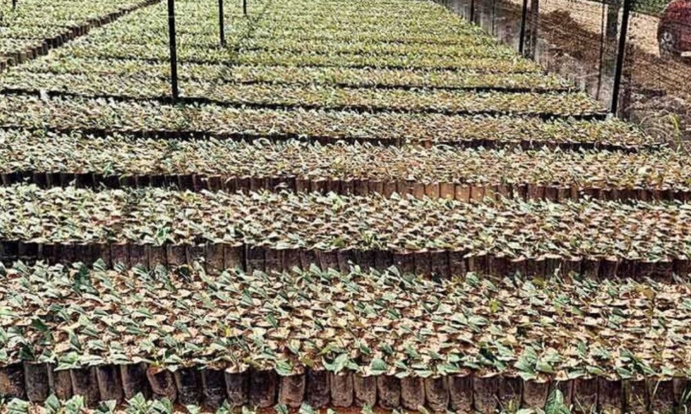 Audit reveals Rs. 97m in tea nursery loan benefits lost to inactivity