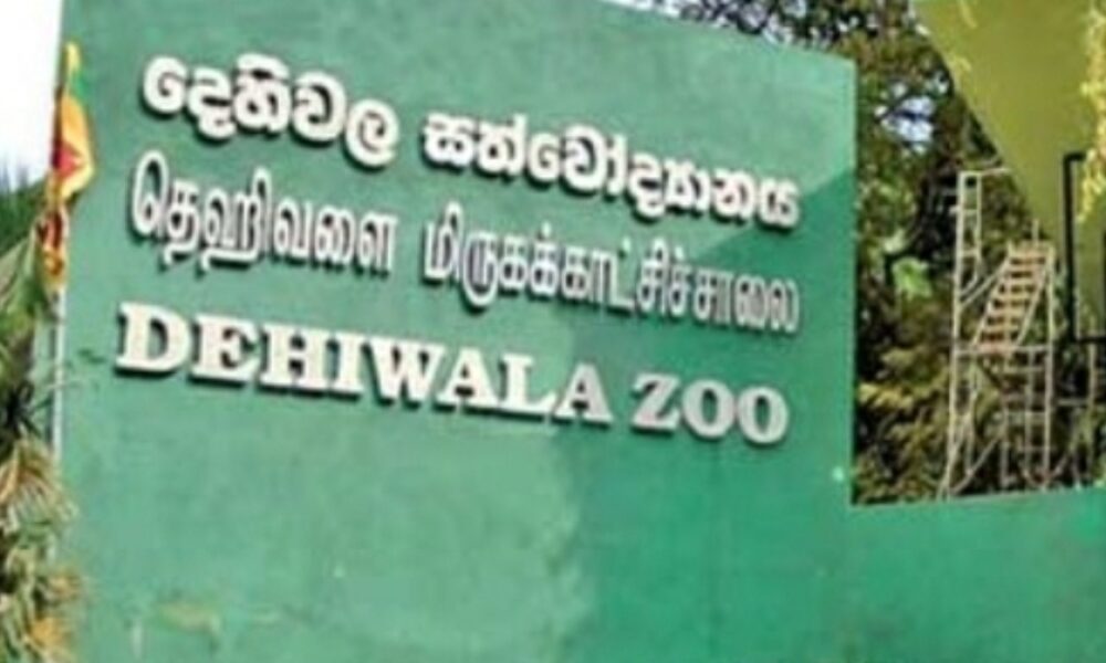 Dehiwala Zoo zebra faces surgery for digestive tract obstruction