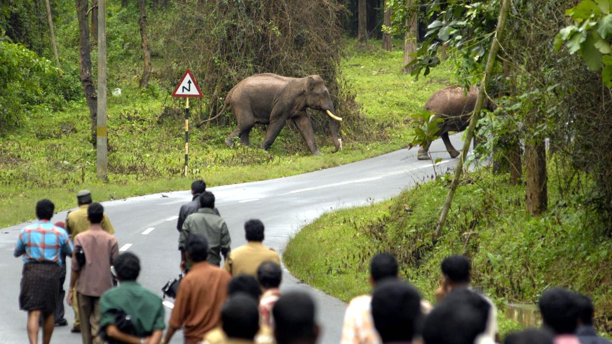Kerala set to revise human-wildlife conflict compensation package