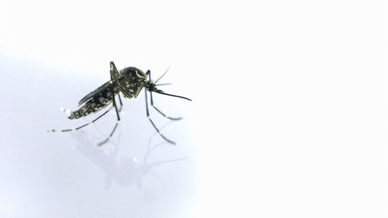 Negros dengue deaths climb to 36 despite case decline