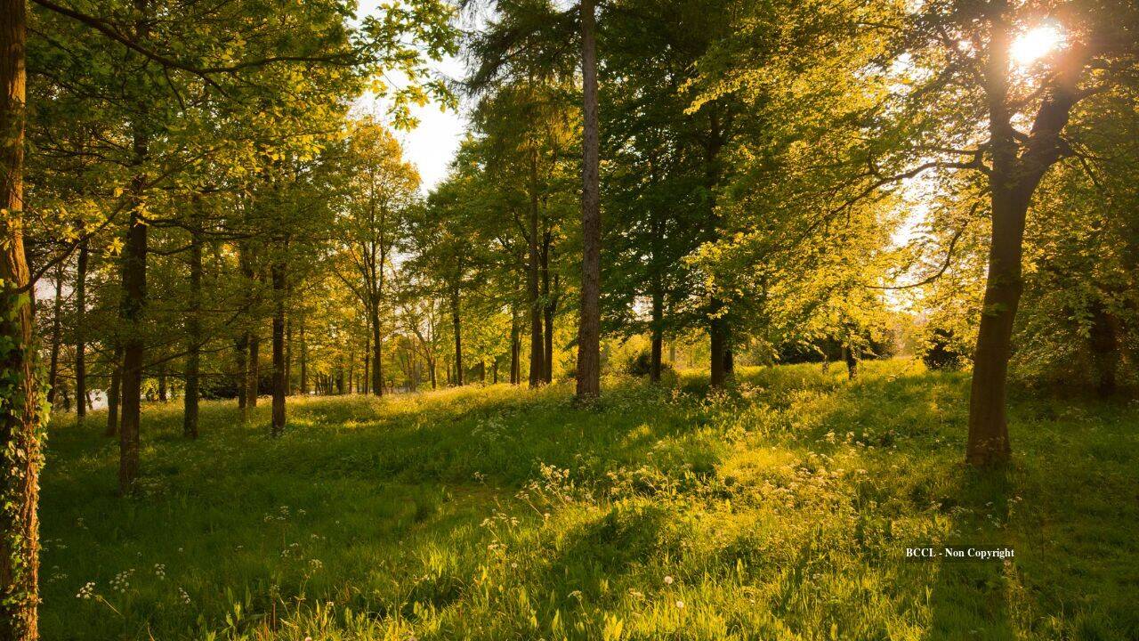 US couple's 126-acre Illinois land gift creates new public nature preserve
