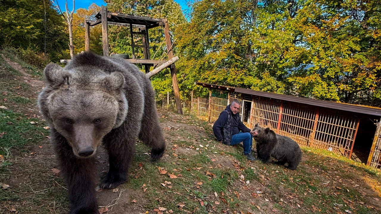 Bosnian Electrician's Bear Sanctuary Raises Questions on Wildlife Rehabilitation
