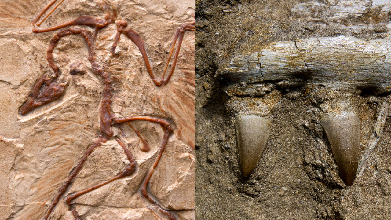 Ancient bird fossil reveals dinosaur traits, tiny wings