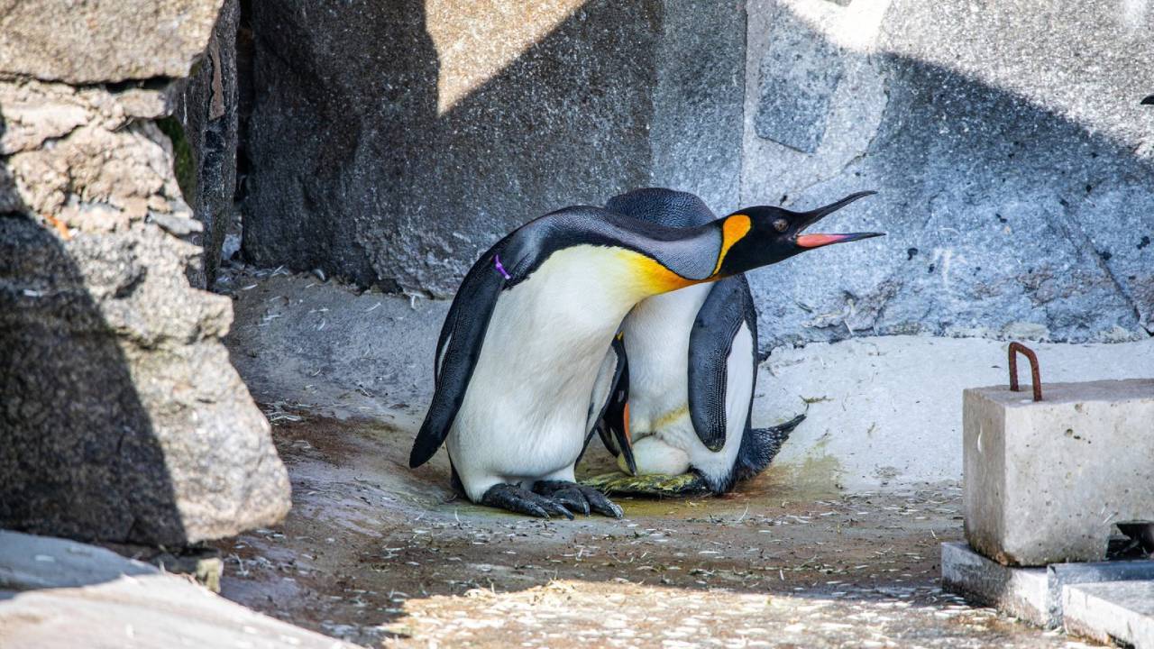 World's highest-ranking penguin set to become father at Edinburgh Zoo