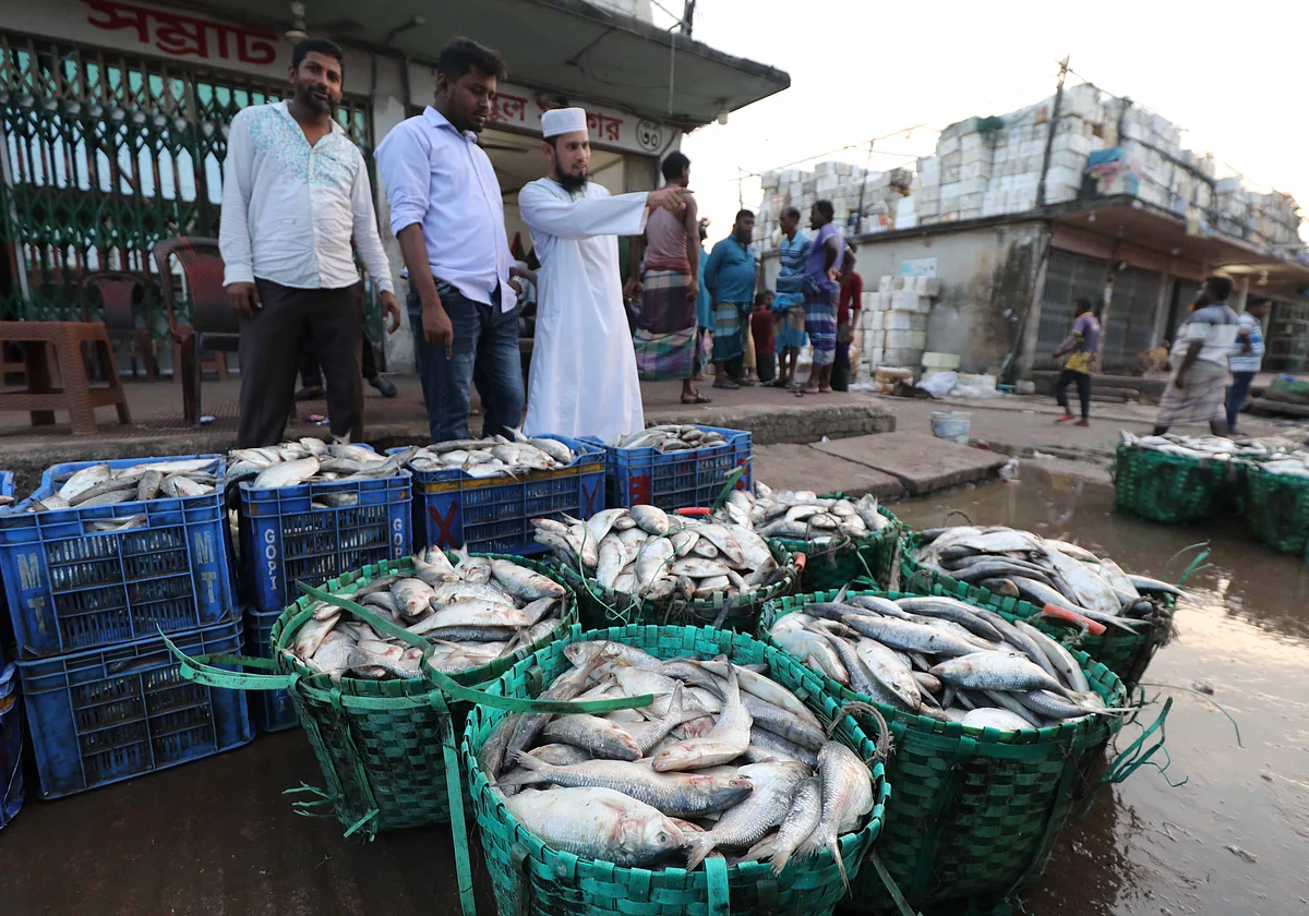 Hilsa fishing resumes in Bangladesh as seasonal ban lifts