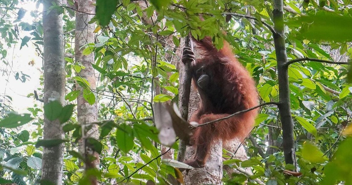 Rescued Borneo orang utans return to forest after fleeing wildfires