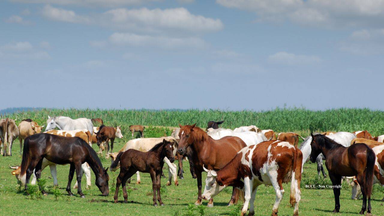 South Carolina family locks in permanent farm conservation deal