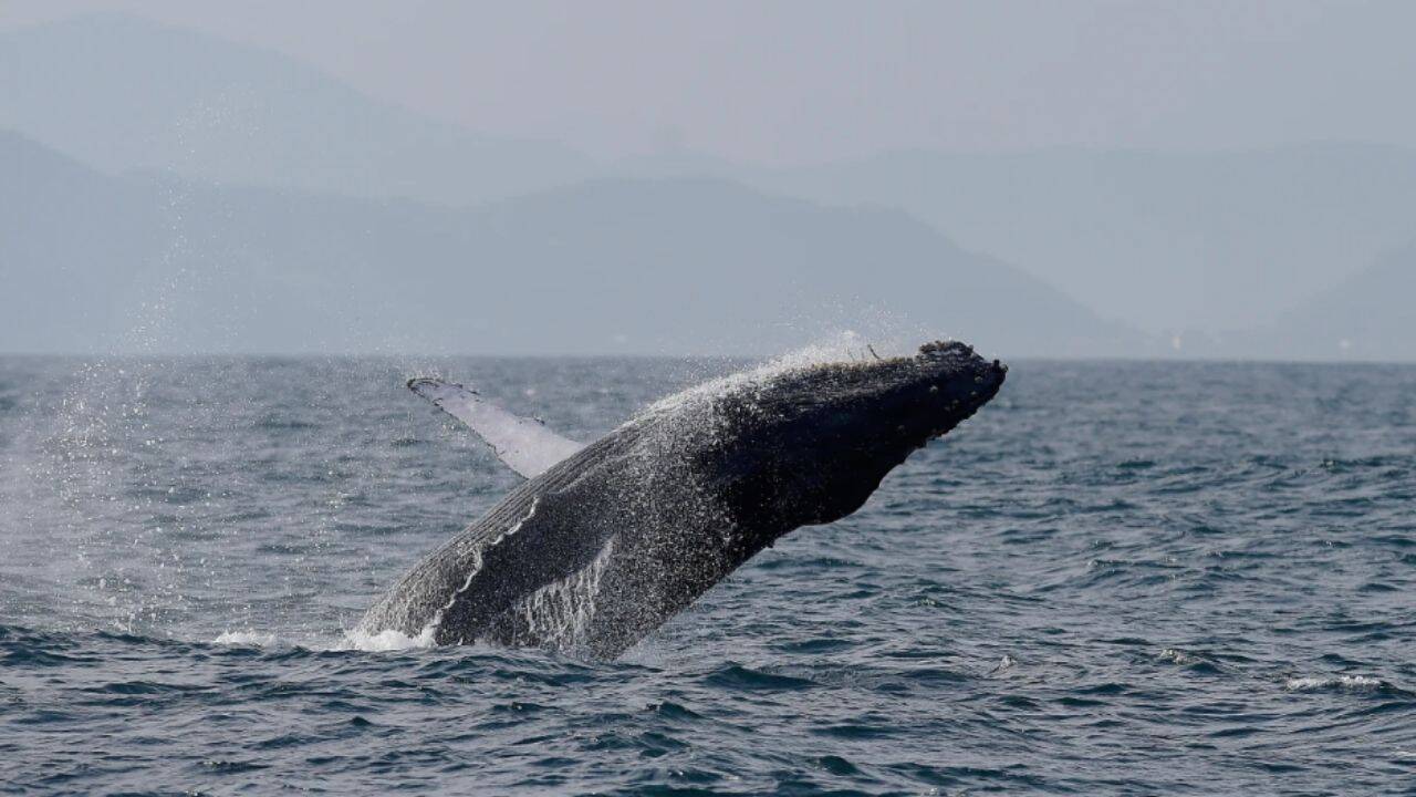 Brazil's humpback whale population soars from near extinction to 35,000