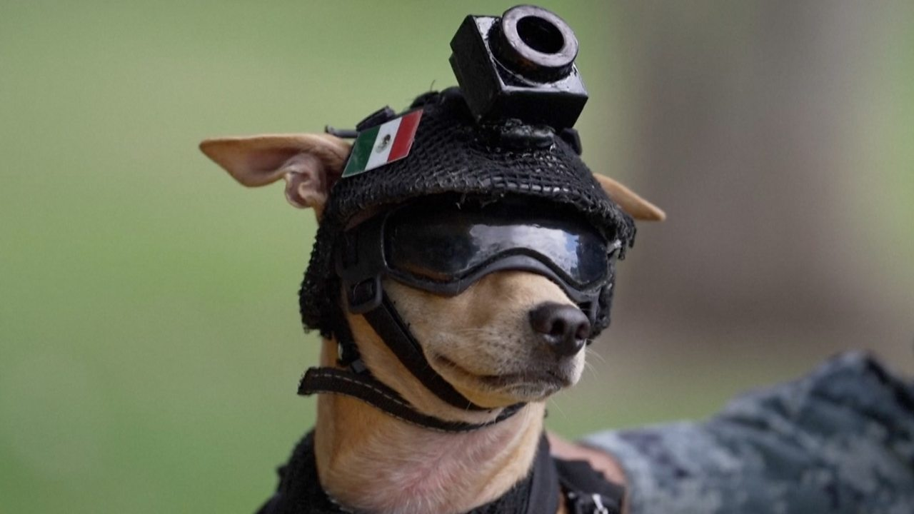 Tiny Chihuahua becomes Mexico's smallest rescue worker