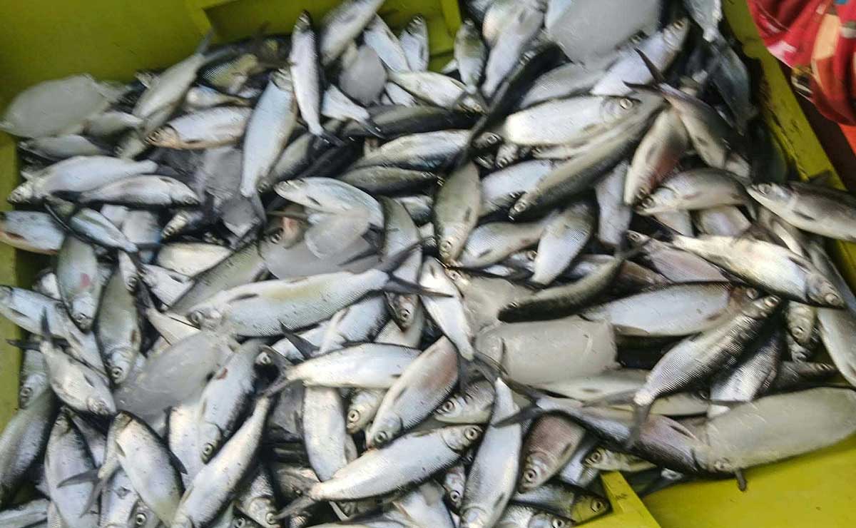 Milkfish farmers face profit squeeze as prices plummet, costs climb