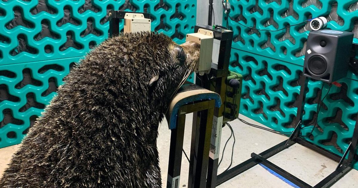 Australian zoo conducts hearing assessment programme for marine mammals