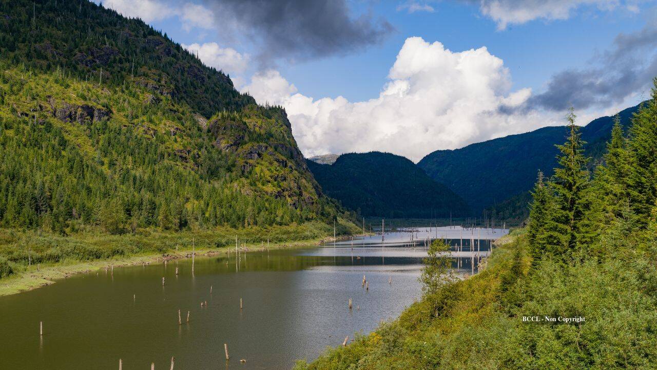 Floating forest drifts 30 km, carries wildlife intact to new location