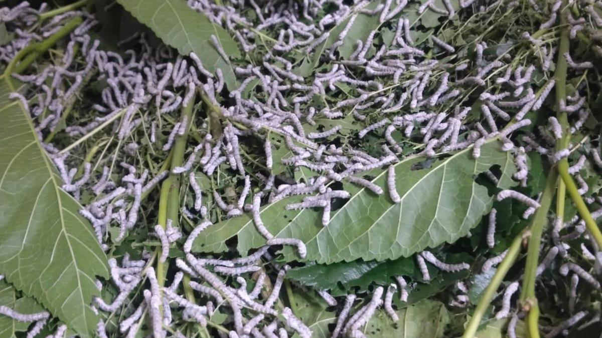 Severe drought slashes mulberry production in Karnataka silk belt