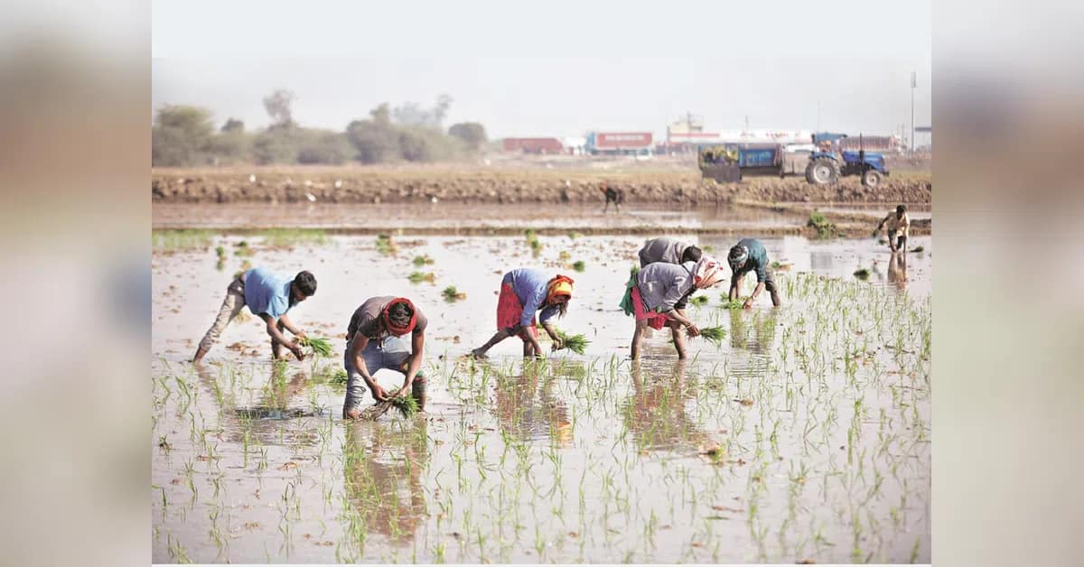 Rajasthan's Kharif harvest outlook dims amid severe rainfall shortfall