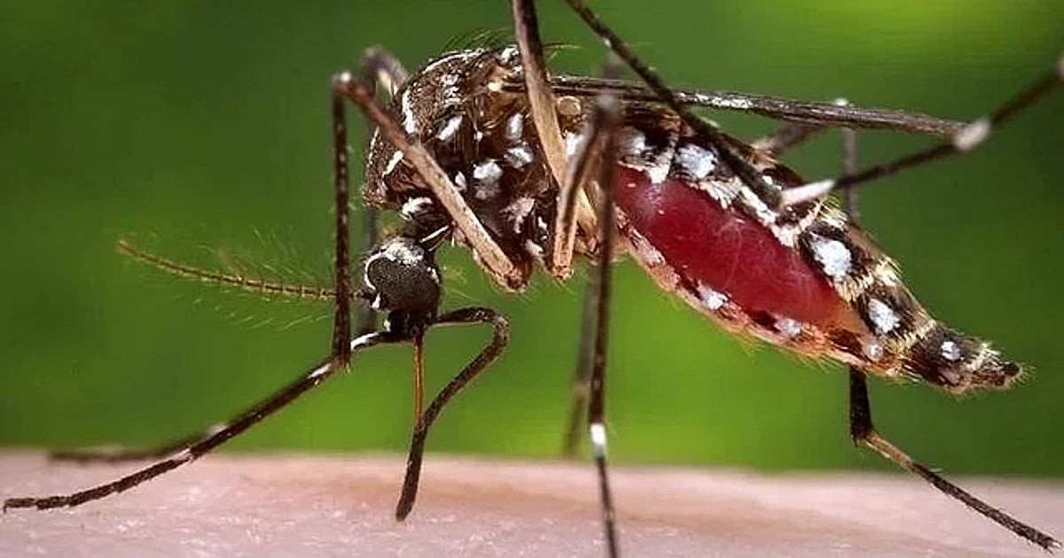 Dengue fight hampered as insecticides lose potency against Aedes mosquitoes