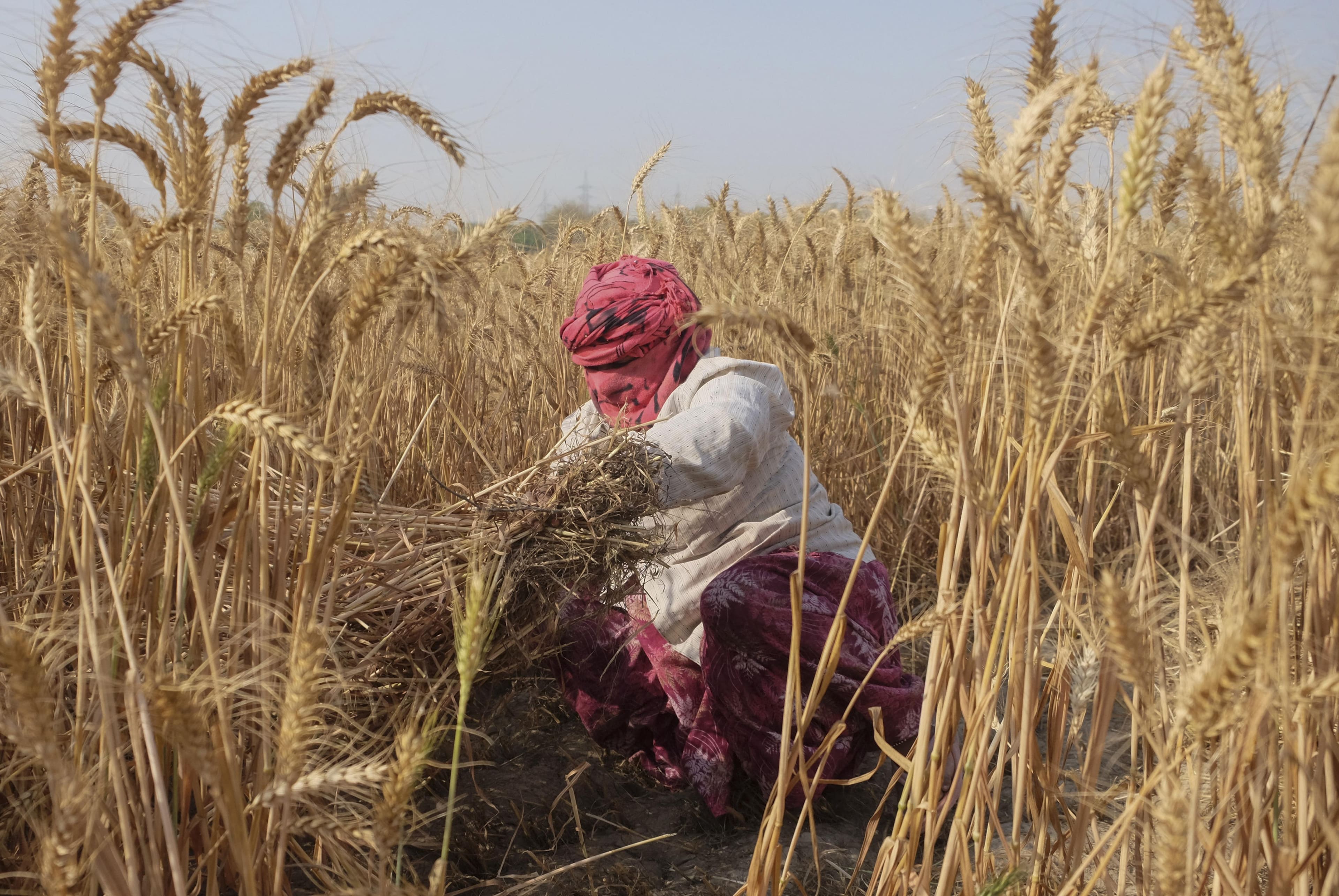 India's wheat acreage set to hold steady despite monsoon shortfall