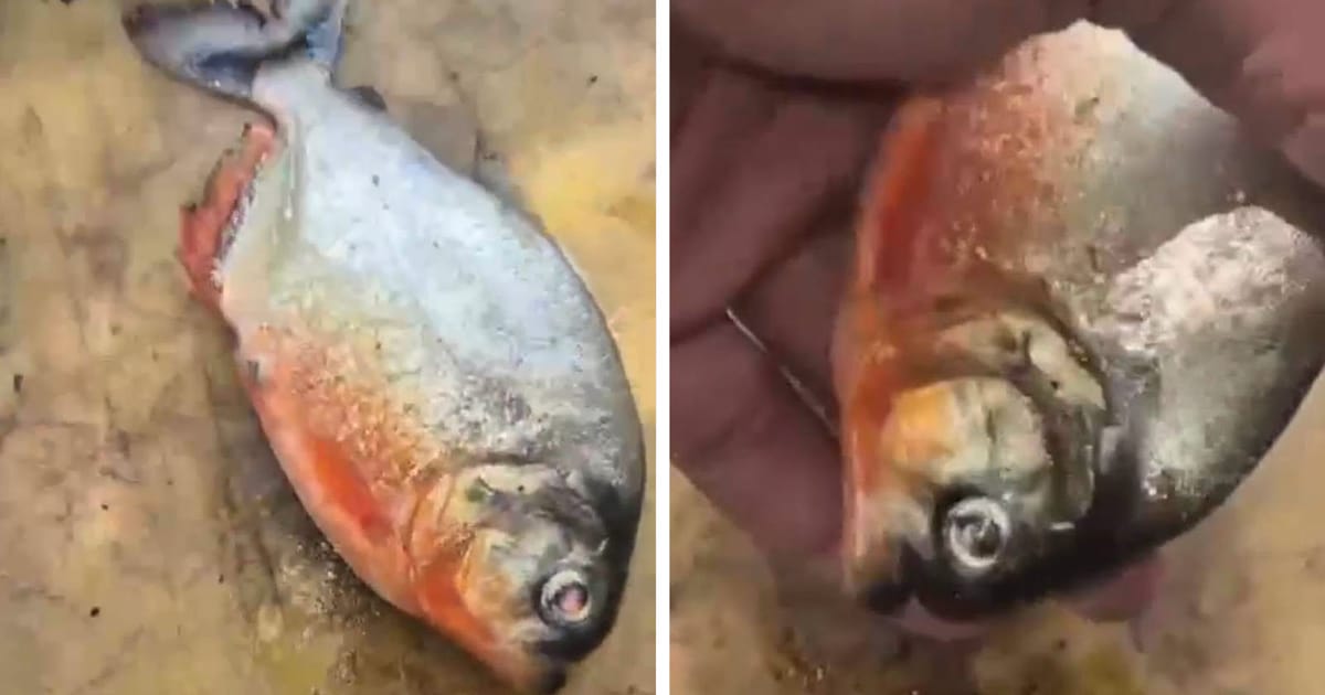 Pahang fisheries submit evidence of possible piranha discovery for verification