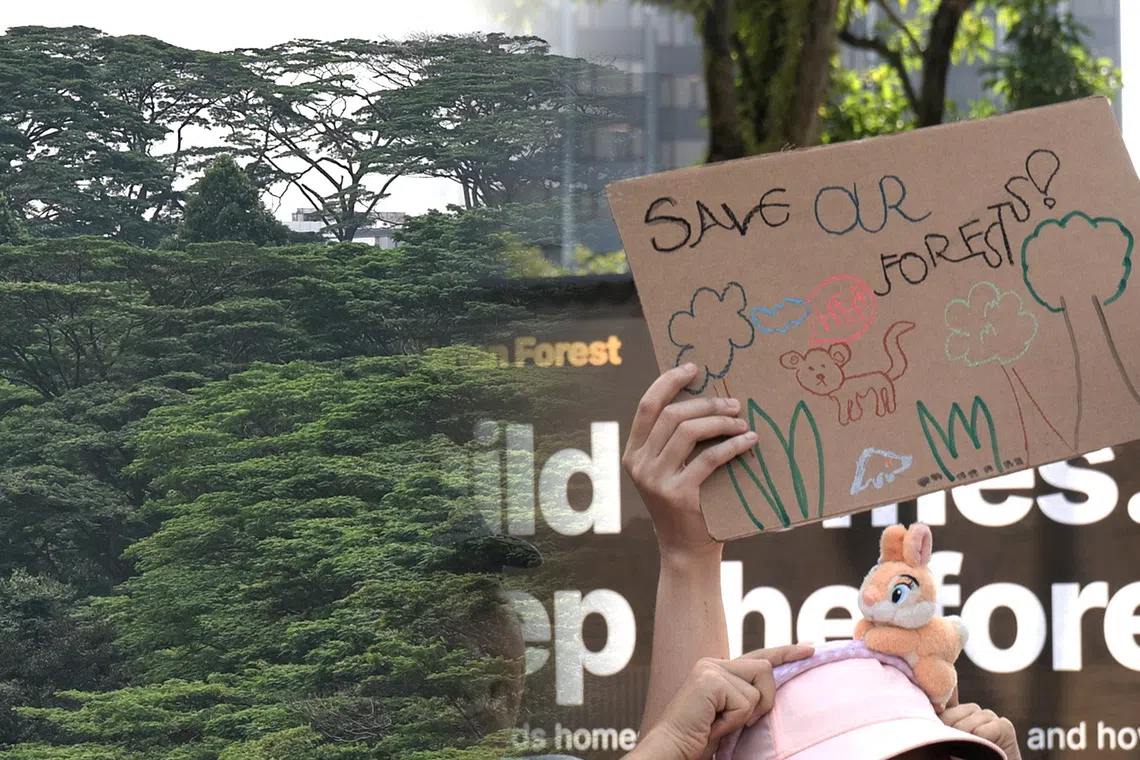 Singapore grapples with public consultation model after forest row