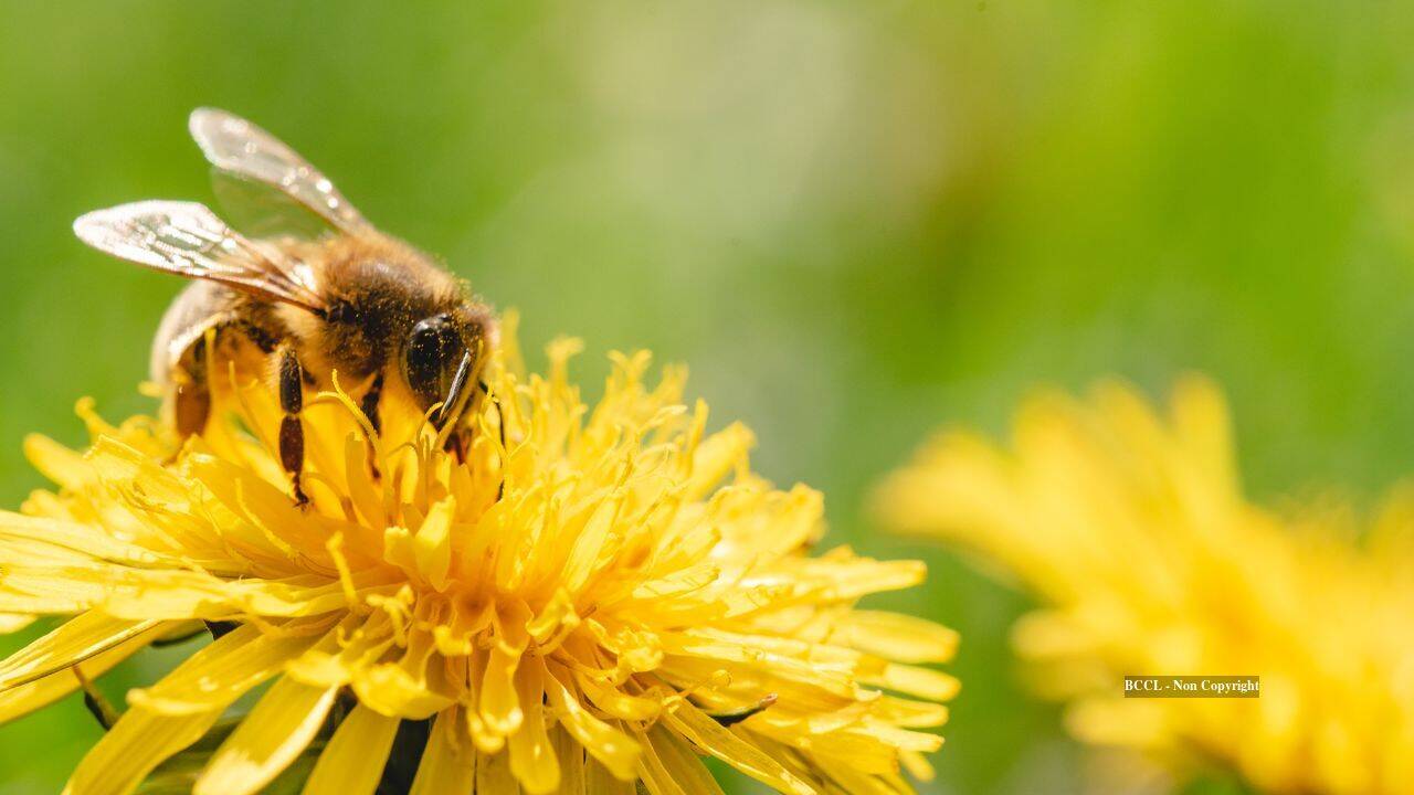 August brings food scarcity for honeybees despite warm summer weather
