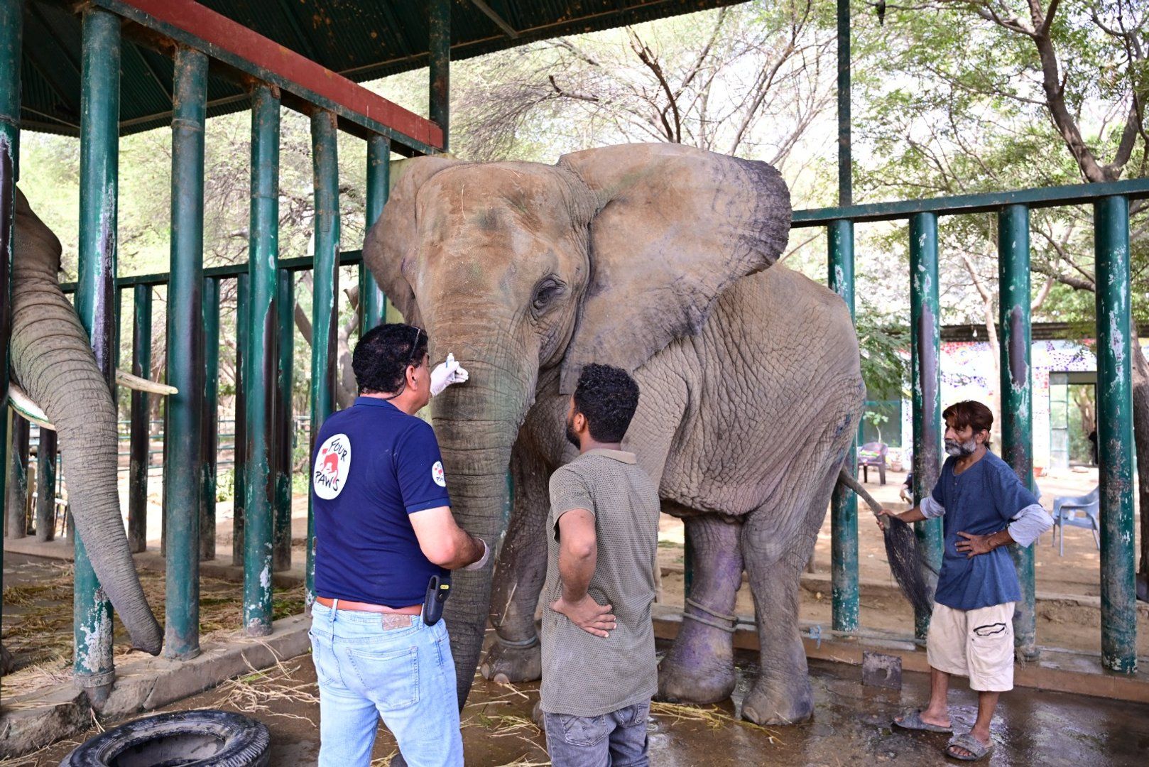 Pakistan races to save remaining African elephants amid health crisis