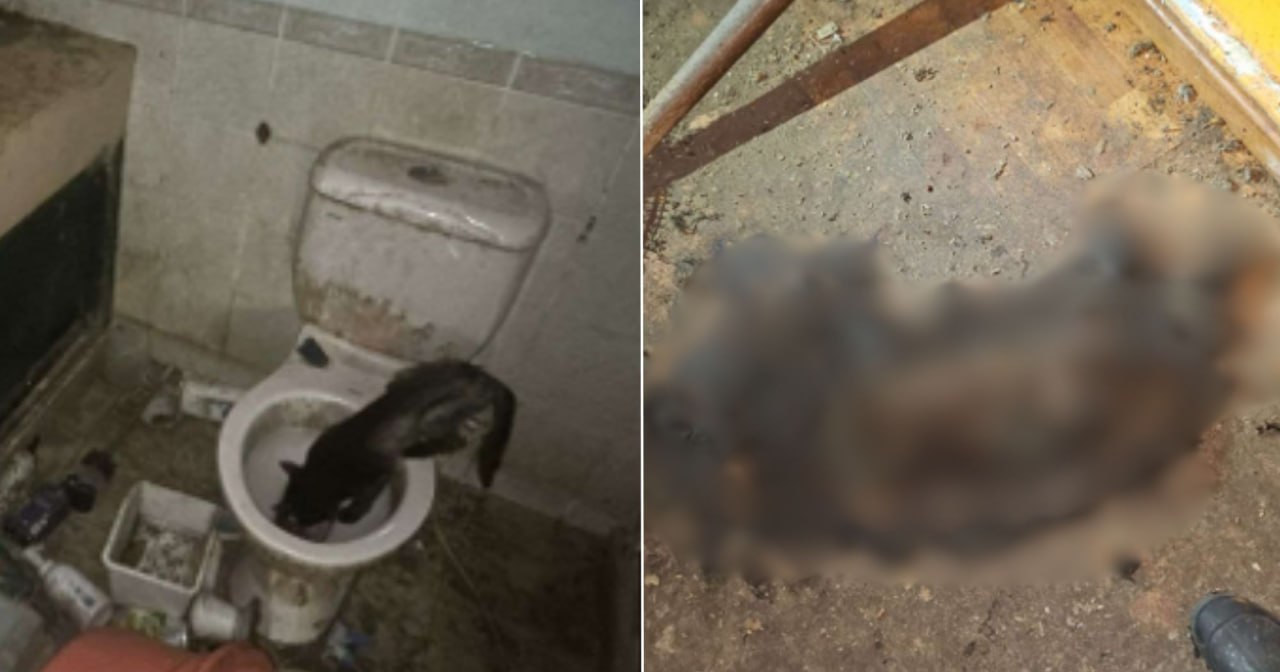 Singapore man jailed for abandoning 71 cats in flat for two years