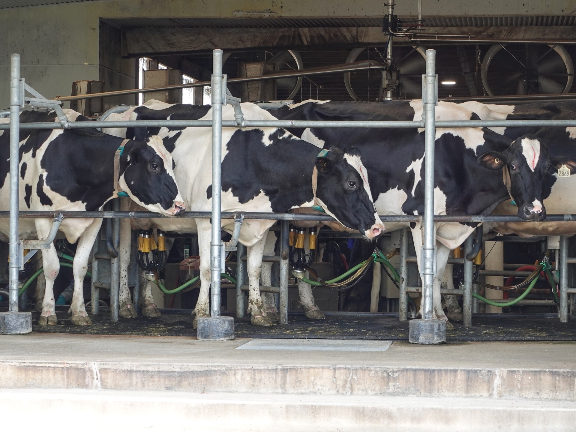 US Tariffs Squeeze Canadian Dairy Sector as Export Markets Collapse