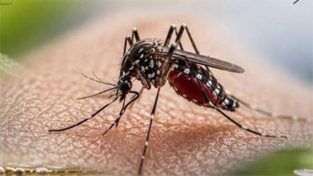Dengue deaths reach 72 as island's confirmed cases exceed 94,000