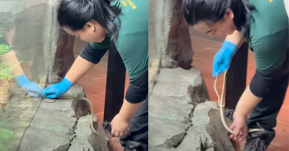 Non-venomous snake safely removed from Singapore Zoo grounds